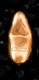 LELO Yva gold